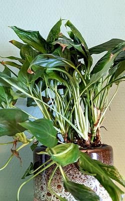 5 plants that brighten your home's dark, empty corners