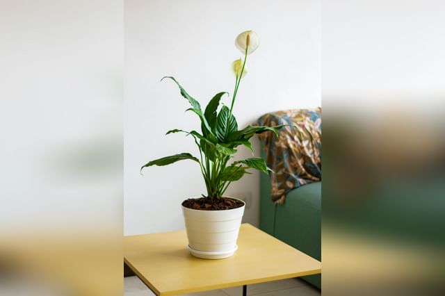 Peace lily leaning to the right on a coffee table