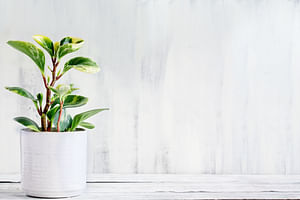 Peperomia Obtusifolia