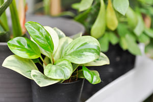 How to care for a Peperomia obtusifolia