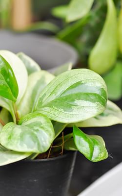 How to care for a Peperomia obtusifolia