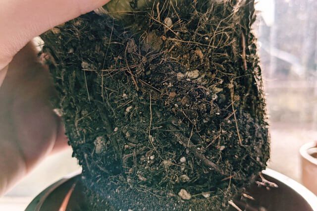 Perlite in the soil