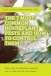The 7 most common houseplant pests and how to control them