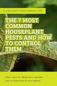 The 7 most common houseplant pests and how to control them