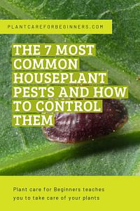 The 7 most common houseplant pests and how to control them