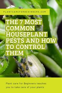 The 7 most common houseplant pests and how to control them