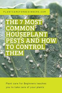 The 7 most common houseplant pests and how to control them