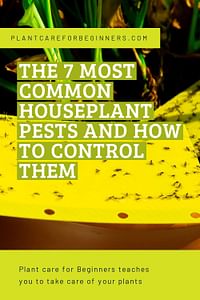 The 7 most common houseplant pests and how to control them