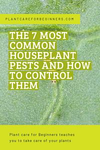 The 7 most common houseplant pests and how to control them