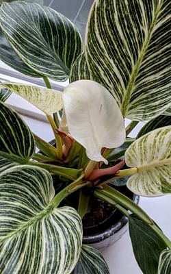 How to care for a Philodendron Birkin