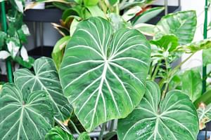 Philodendron Gloriosum