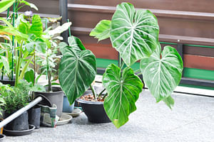 How To Take Care Of A Philodendron Gloriosum