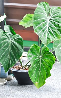 How To Take Care Of A Philodendron Gloriosum