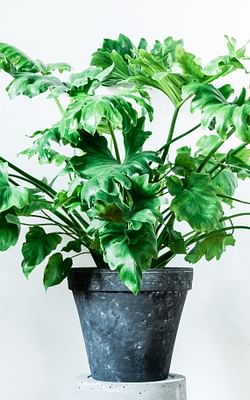 How to Take Care of the Philodendron Selloum Hope
