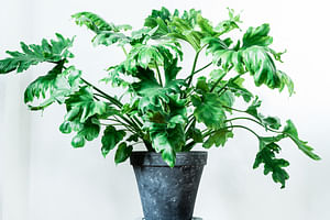 How to Take Care of the Philodendron Selloum Hope