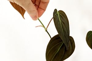What are nodes on a plant?