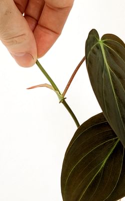 What are nodes on a plant?