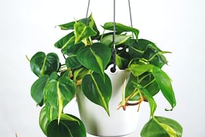 Philodendron scandens