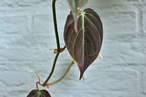 Philodendron