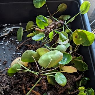Read a plant care guide