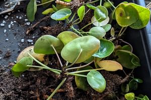 Repotting a Pilea that's VERY rootbound!