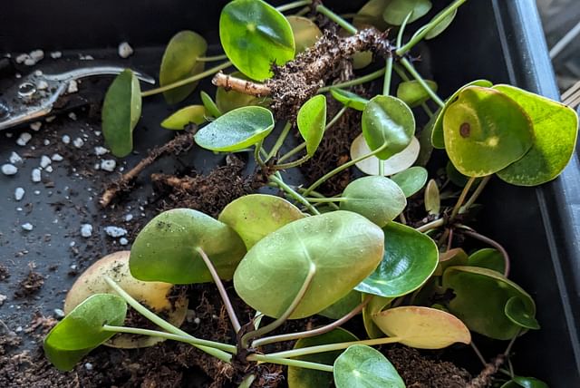 pilea-cutting.jpg