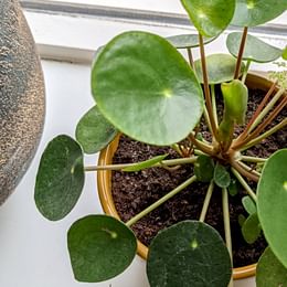 Pilea