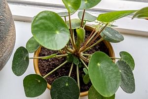 Pilea Peperomioides