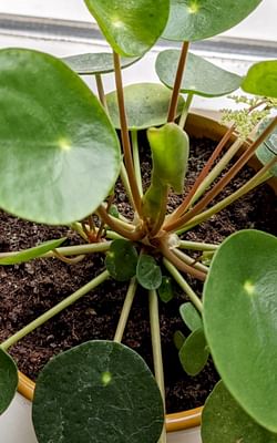 How to care for a Pilea Peperomioides