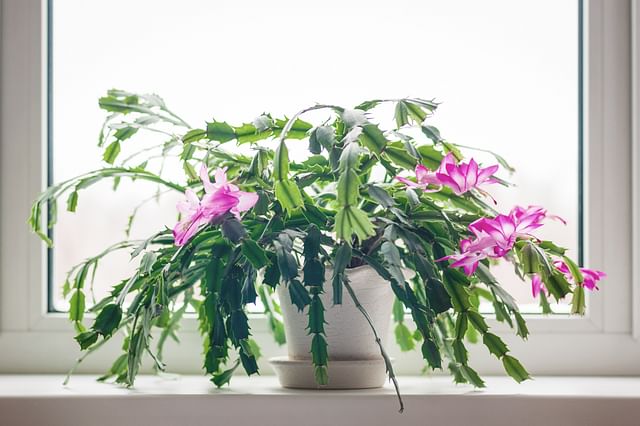 Watering techniques for Cacti