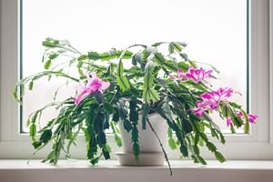 Watering techniques for Cacti