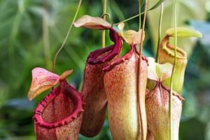 Pitcher Plant