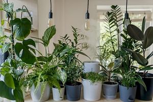 What is wrong with my plant? 10 common problems explained!