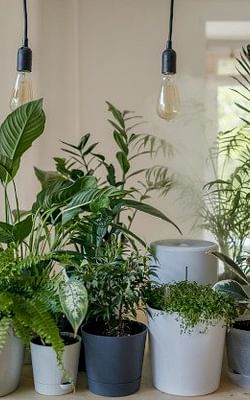 Variety of plants