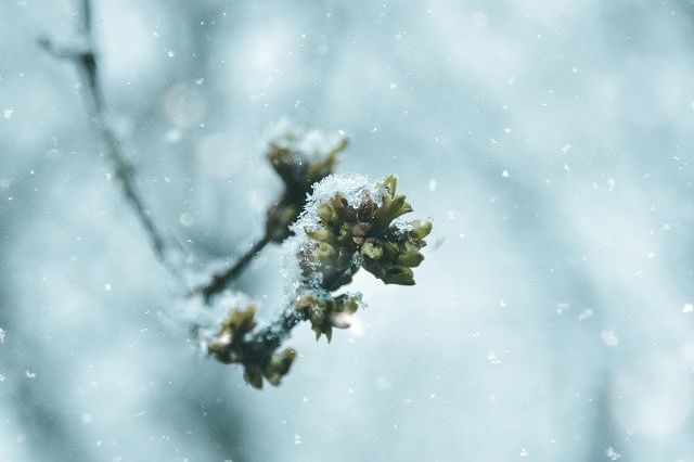 Plant covered by snow