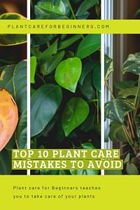 Top 10 Plant Care Mistakes to Avoid