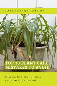 Top 10 Plant Care Mistakes to Avoid