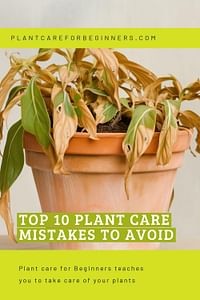 Top 10 Plant Care Mistakes to Avoid