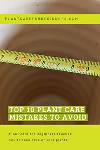 Top 10 Plant Care Mistakes to Avoid