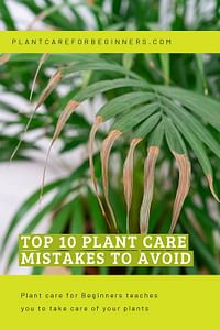 Top 10 Plant Care Mistakes to Avoid