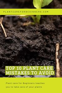 Top 10 Plant Care Mistakes to Avoid