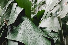 Can you bring a houseplant outdoors?
