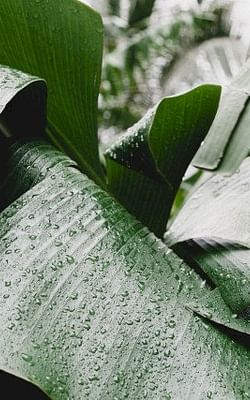 Can you bring a houseplant outdoors?
