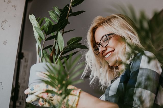 The basics of taking care of plants
