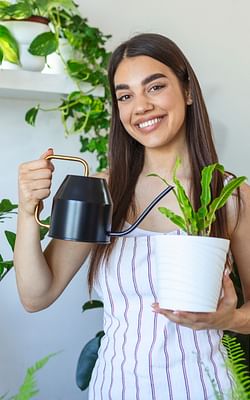 The 10 Healthiest Houseplants for Your Home