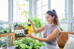 Houseplants 101: How to get a green thumb