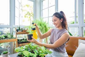 Houseplants 101: How to get a green thumb