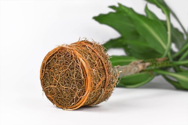 Rootbound plant