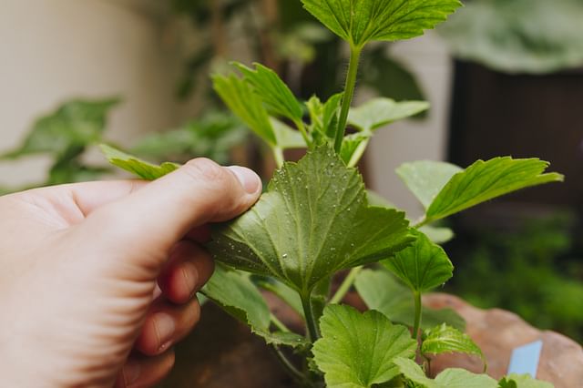 Plant with a pest