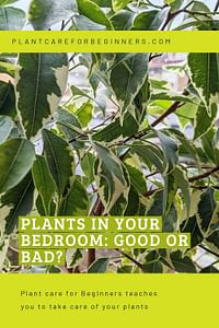 Plants in Your Bedroom: Good or Bad?